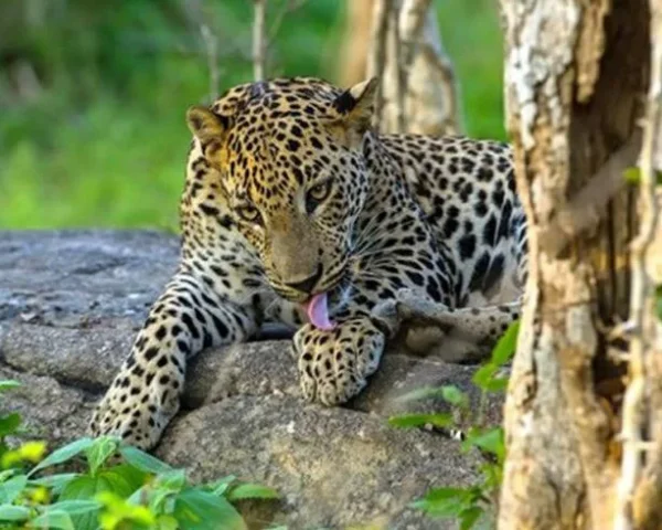 Day 08: Sinharaja → Kitulgala